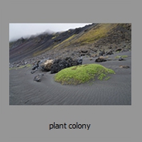 plant colony